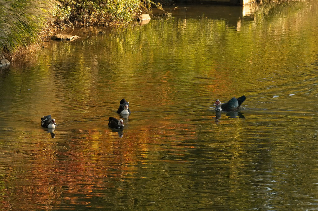 ducks swimming at Piedmont Park